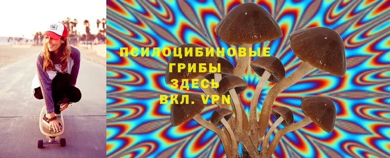 KRAKEN tor  Мурино  Псилоцибиновые грибы Psilocybe  дарнет шоп 